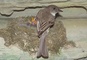 Eastern Phoebe picture