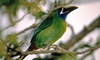 Emerald Toucanet picture