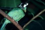 Fire-tufted Barbet picture