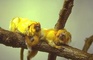 Golden Lion Tamarin picture