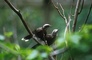 Grey-crowned Babblers picture