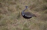 Hartlaub's Bustard picture