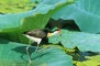 Jacana picture