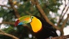 Keel-billed Toucan picture