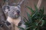 Koala picture