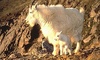 Mountain Goat picture