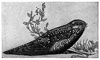 Nightjar picture