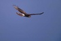 Northern Harrier picture