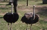 Ostriches picture