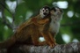 Red-Backed Squirrel Monkey picture