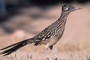 Roadrunner picture