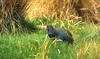 Takahe picture