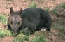 Tapir picture