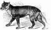 Tasmanian Tiger picture