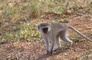 Vervet Monkey picture