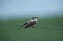 Western Kingbird picture