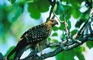 Whistling Kite picture