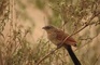 White Bearded Coucal picture