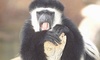 White Colobus Monkey picture