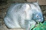 Wombat picture