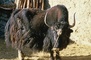 Yak picture