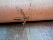 Crane Fly Magnet