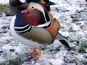 Mandarin Duck Poster