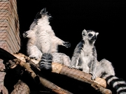 Ring-Tailed Lemur Magnet