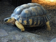 Tortoise T-Shirt