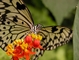 Butterfly picture