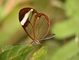 Butterfly picture