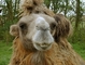 Camel picture