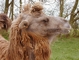 Camel picture