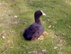 Coot picture