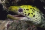 Moray Eel picture