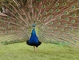 Peacock picture