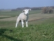 Sheep picture