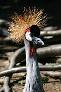 African Crane Magnet