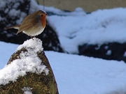 American Robin Poster