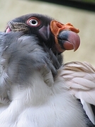 Andean Condor Magnet