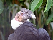 Andean Condor Magnet