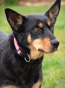 Australian Cattle Dog T-Shirt