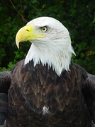 Bald Eagle Magnet