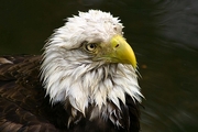 Bald Eagle Magnet