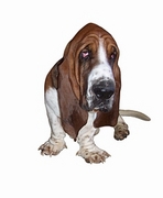 Basset Hound Poster