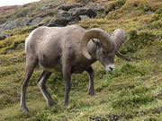 Big Horn Sheep Mousepad