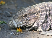 Blue Tegu Poster