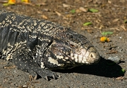 Blue Tegu Poster