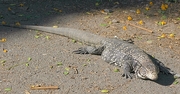 Blue Tegu Poster