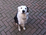 Border Collie T-Shirt